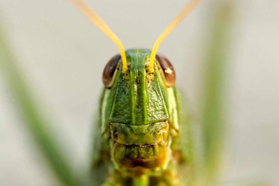 when business growth strategies fail: crickets are not the end
