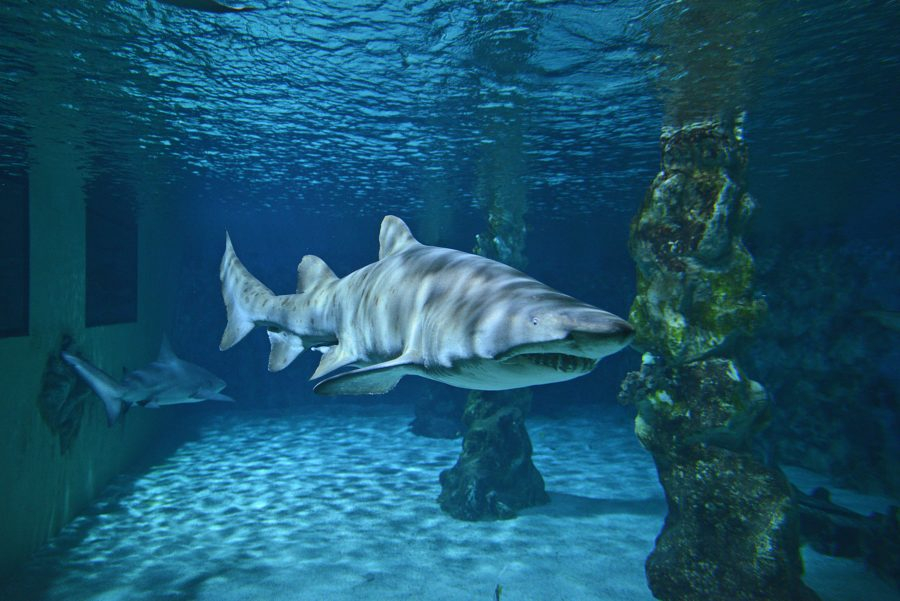 Shark SaaS